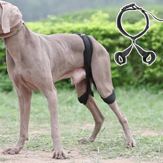 Paw Stride Hüftstabilisator